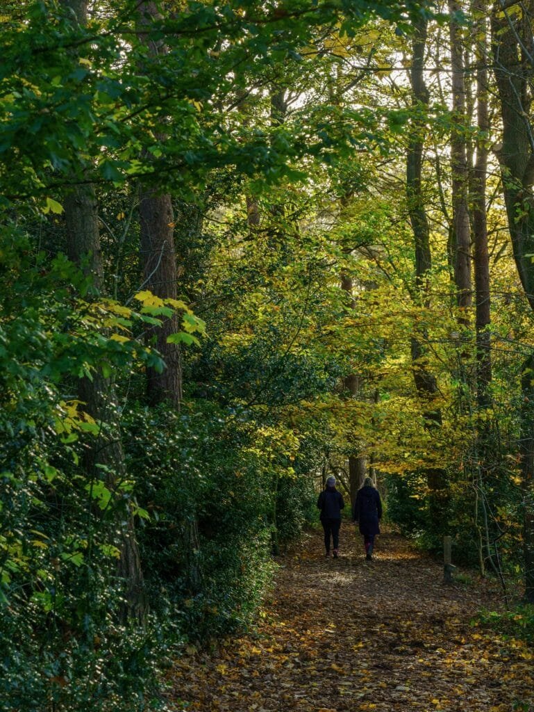Forest bathing and spending time in nervous system regulation while in nature. Forest bathing and spending time in nervous system regulation while in nature.