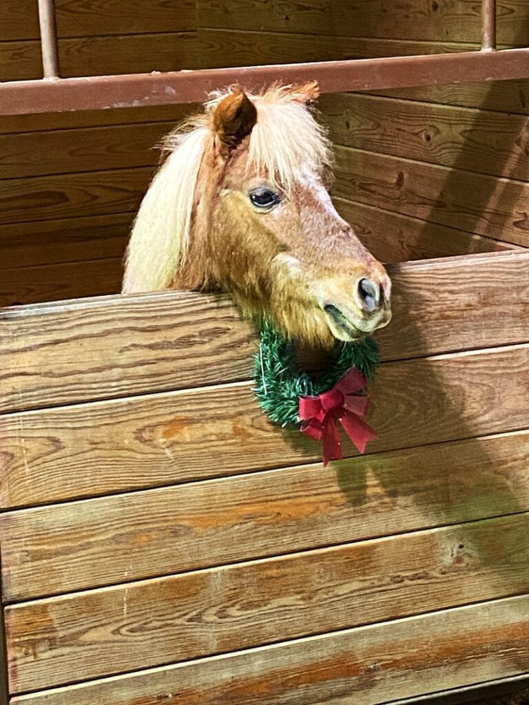 Horses, cows and donkeys call this place home