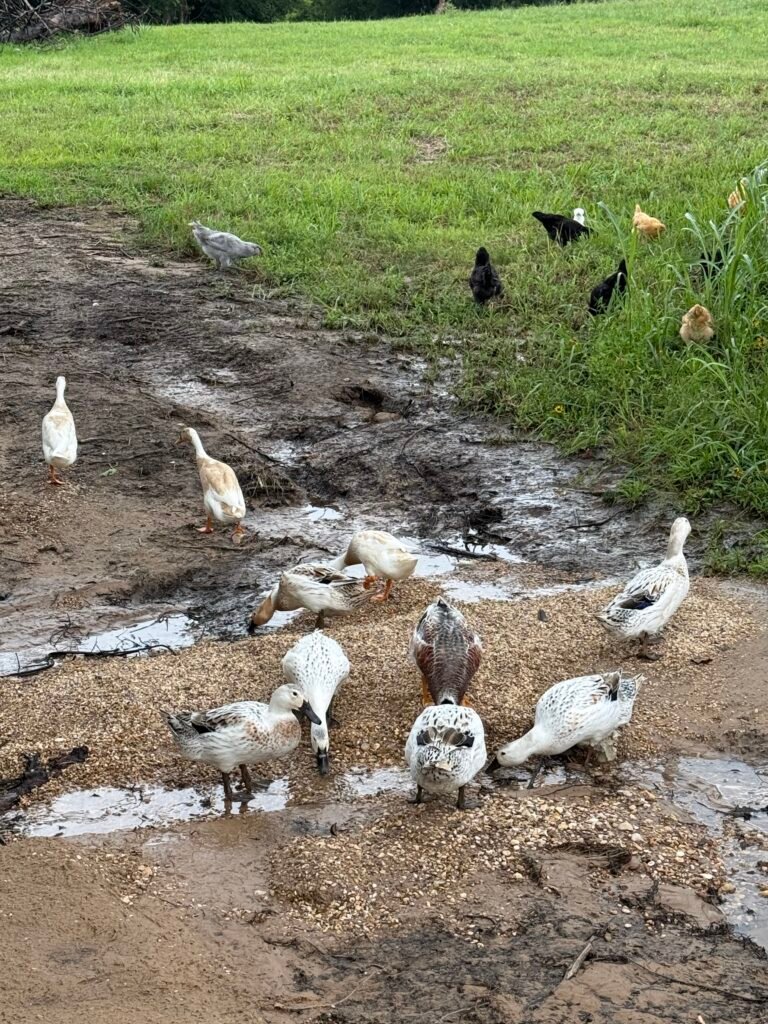  Manifesting, Malas and Mandalas Limestone Fields wildlife